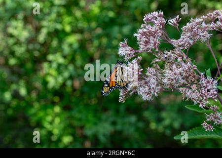 Nahaufnahme eines delikaten Monarch-Schmetterlings (danaus plexippus), der sich von einem pinkfarbenen Joe-Pye-Gras in gedämpftem Sonnenlicht ernährt Stockfoto