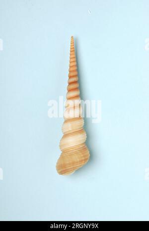 Turritella terebra, Turritellidae Stockfoto