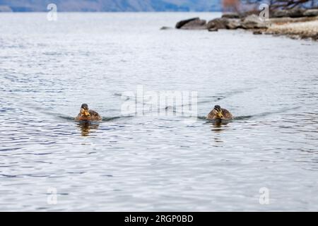 Ein Paar Enten, die über einen See in Queenstown, Neuseeland schwimmen Stockfoto