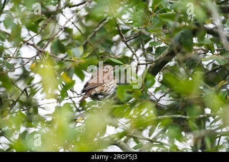 Sängerdrossel in einem Baum mit Blick nach unten Stockfoto