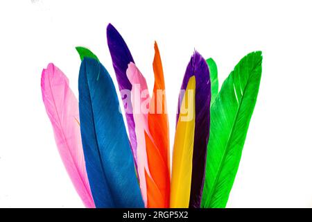 Studio schoss Foto farbige Vogelfedern als Textur Hintergrund Stockfoto
