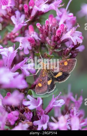 Minzmotte (Pyrausta aurata) auf Oregano (Origanum laevigatum 'Herrenhausen') Stockfoto