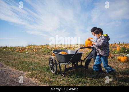 Zwei junge Jungen, die im Herbst Kürbisse in Wagen in Kürbispflaster legen. Stockfoto