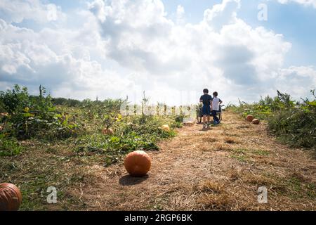 Zwei junge Jungen schieben Waggon im Herbst in Kürbispflaster bergauf. Stockfoto