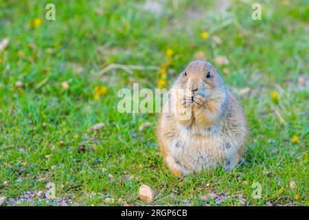 Präriehunde im Custer State Park, South Dakota Stockfoto