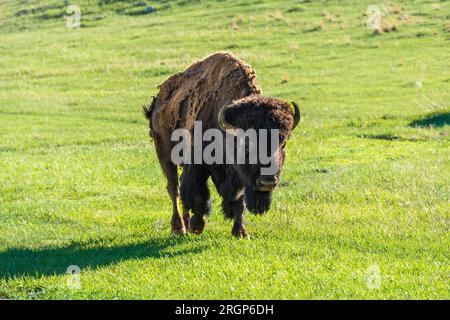 Bison im Bereich der Custer State Park, South Dakota Stockfoto