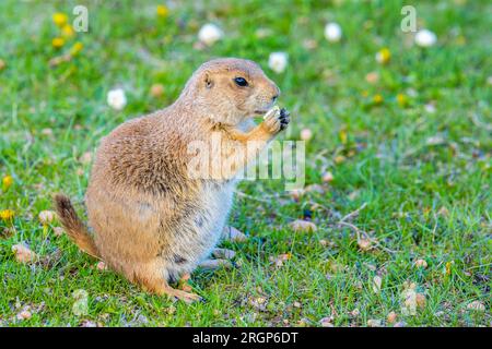 Präriehunde im Custer State Park, South Dakota Stockfoto