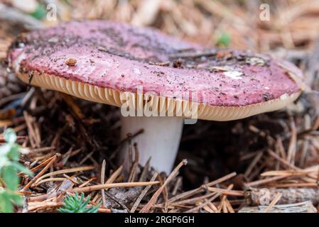 Wildpilze im Herbstwald Stockfoto