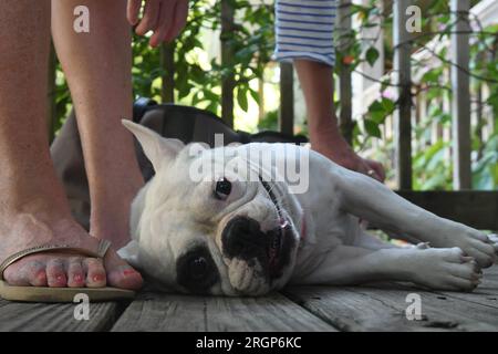 Ein fröhlicher, reinrassiger französischer Bulldog Stockfoto