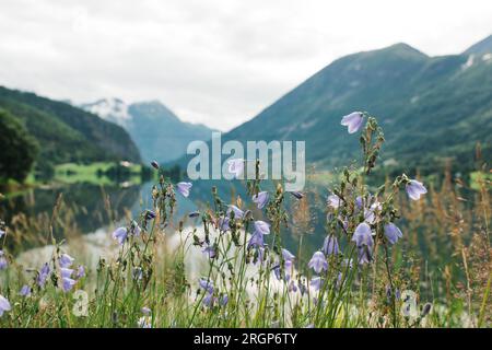 Norwegische Gebirgsblumen, die an einem See in den Bergen wachsen Stockfoto