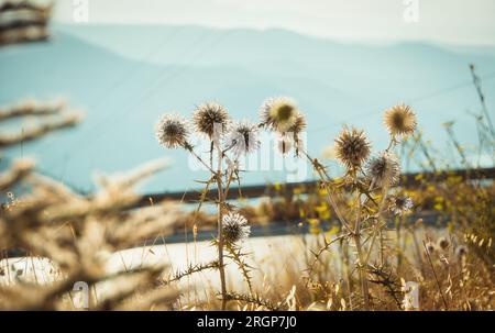 Hintergrundbeleuchtete Trockenpflanzen am Rande einer Bergstraße. Trockene Echinops-Pflanze (auch bekannt als Globe Thistle) in den Bergen Kretas. Stockfoto