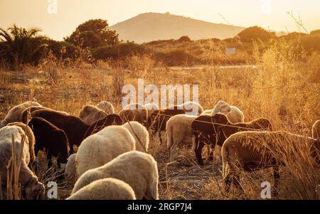 Schafherde auf Kreta bei Sonnenaufgang. Bauernhoftiere früh am Morgen bei warmen Sonnenstrahlen, Berg im Hintergrund. Stockfoto