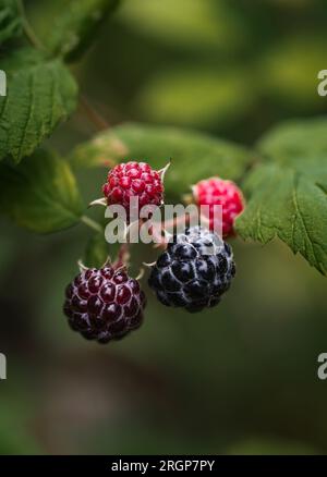 Nahaufnahme von schwarzen Himbeeren in Stufen der Reifung im Busch. Stockfoto