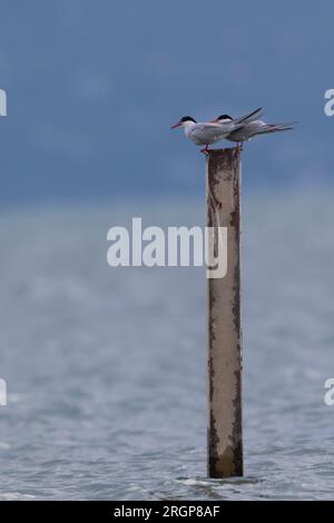 Fluss-Seeschwalbe, Fluß-Seeschwalbe, Flußseeschwalbe, Flussseeschwalbe, Seeschwalbe, Seeschwalben, Sterna hirundo, Seezunge, Seezunge, Seeschwalben, Seeschwalben Stockfoto