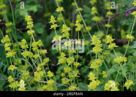 Gewimpertes Kreuzlabkraut, Bewimpertes Kreuzlabkraut, Gewöhnliches Kreuzlabkraut, Wiesen-Kreuzlabkraut, Kreuz-Labkraut, Cruciata Laevipes, Galium cruc Stockfoto