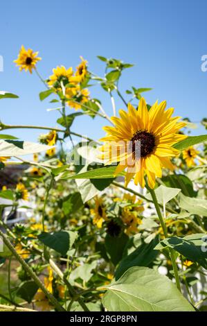 Sonnenblumen in einem Garten Stockfoto