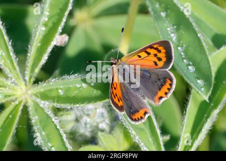 Kleiner Feuerfalter, Lycaena phlaeas, kleines Kupfer, amerikanisches Kupfer, gemeines Kupfer, Le Cuivré Commun, Bronzé Stockfoto