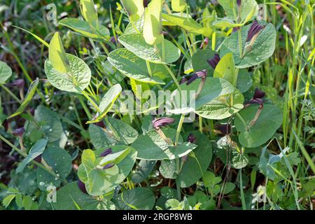 Rundblättrige Osterluzei, Knollige Osterluzei, Aristolochia rotunda, Schmierkraut, Rundblättrige Geburtswabe, L'aristoloche à feuilles rondes Stockfoto