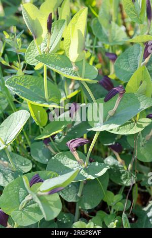 Rundblättrige Osterluzei, Knollige Osterluzei, Aristolochia rotunda, Schmierkraut, Rundblättrige Geburtswabe, L'aristoloche à feuilles rondes Stockfoto