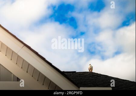 Eine weiße Albino-Taube, die auf einem Dach sitzt Stockfoto