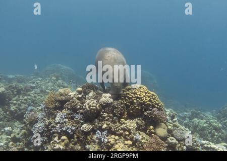 Dugong (Dugong-Dugon oder Seekuh), Fütterung von Korallenriffen im tropischen Meer Stockfoto