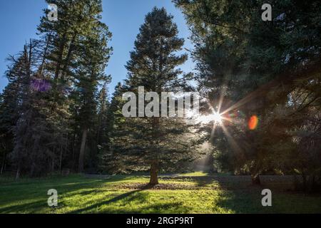 Am späten Nachmittag beleuchtet das Sonnenlicht die Bäume der San Juan Range in Colorado. Stockfoto