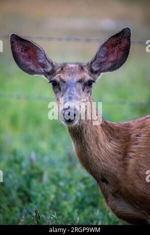 Ein Hirsch starrt einem Fotografen in Colorados San Juan Range zu. Stockfoto