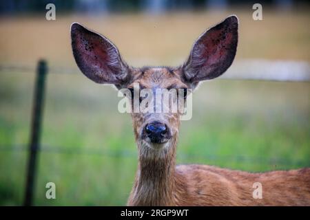 Ein Hirsch starrt einem Fotografen in Colorados San Juan Range zu. Stockfoto