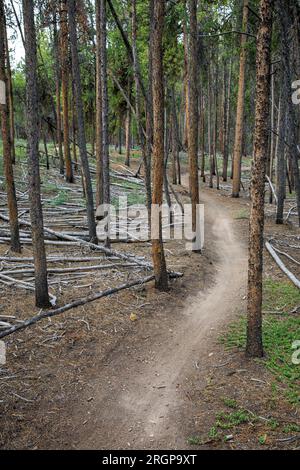 Ein Wander- und Radweg in den Wäldern bei Leadville, CO. Stockfoto