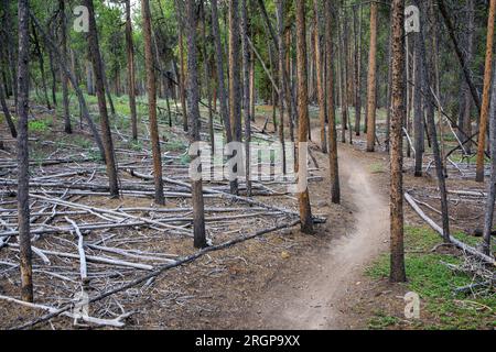 Ein Wanderweg in den Wäldern bei Leadville, CO. Stockfoto