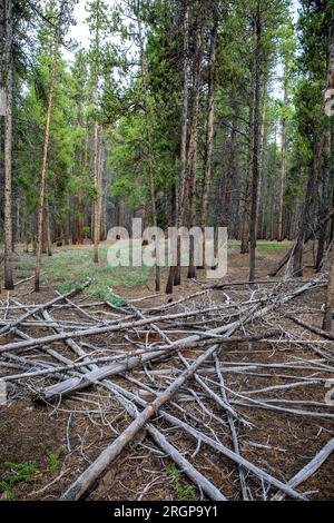 Gefallene Bäume im Nationalwald bei Leadville, CO. Stockfoto