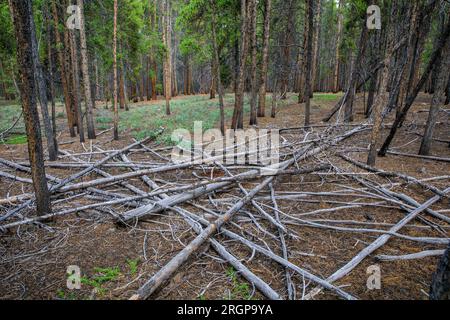 Gefallene Bäume im Nationalwald bei Leadville, CO. Stockfoto