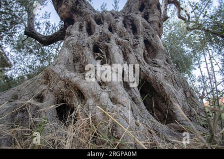 Alter Olivenbaum im Dorf Loutra, Kassandra, Griechenland Stockfoto