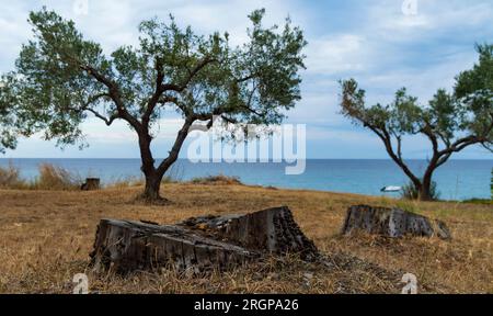 Zwei Olivenbäume und zwei alte Baumstümpfe vor dem Hintergrund des blauen Himmels und des Ägäischen Meeres in Griechenland Stockfoto