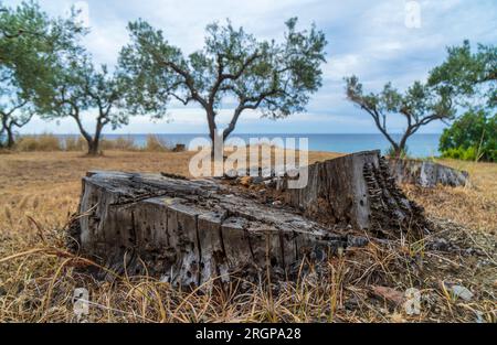 Alter Baumstumpf mit Löchern im Gras. Nahaufnahme. Stockfoto