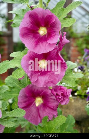 Rosafarbene und gelbe Hollyhocks (Alcea Rosea) mit grüner Rückseite. Stockfoto