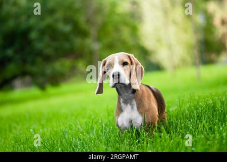 Der Beagle steht auf dem grünen Grasfeld. Zuchthund-Porträt. Süßes Haustier, das im Sommer in der Natur spazieren geht. Stockfoto