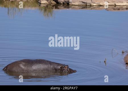 Ein erwachsener Nilpferd faulenzt in einem Fluss im Kruger-Nationalpark, Südafrika Stockfoto