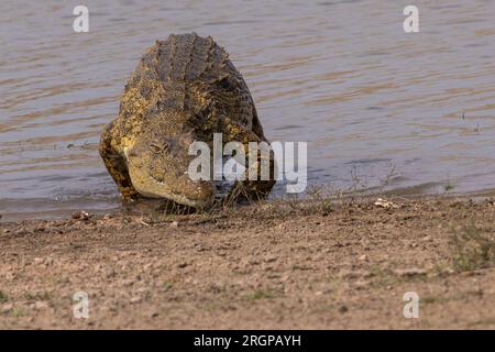 Ein Frontalblick auf ein großes Nilkrokodil, das aus einem Damm im Kruger-Nationalpark, Südafrika, heraus läuft Stockfoto