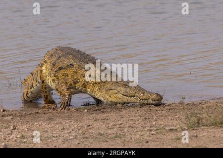 Ein großes Nilkrokodil geht aus einem Damm im Kruger-Nationalpark, Südafrika Stockfoto