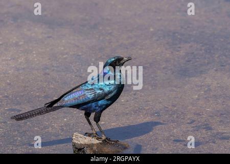 Ein seitlicher Blick auf einen erwachsenen Burchell's Starling mit seinem schillernden blau-grünen Gefieder im Kruger-Nationalpark, Südafrika Stockfoto