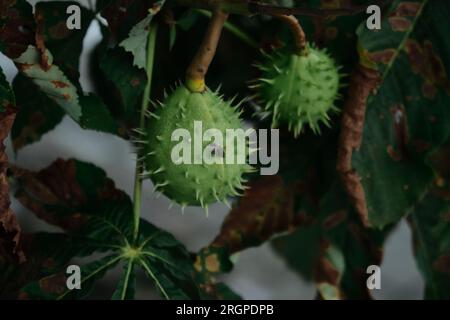 Rosskastanien auf den Zweigen eines Baumes. Grüne Kastanien auf einem Baum im Wald. Die Früchte der Rosskastanie hängen am Baum, im Laub Stockfoto