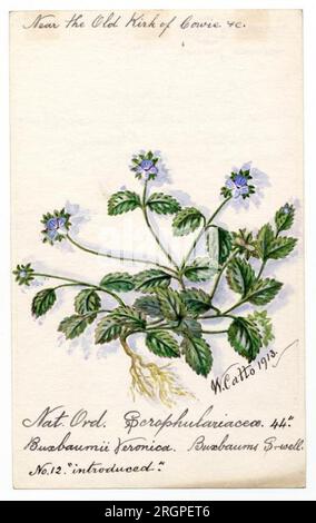 Buxbaums Speedwell (Buxbaumii Veronica) - William Catto 1913 von William Catto Stockfoto