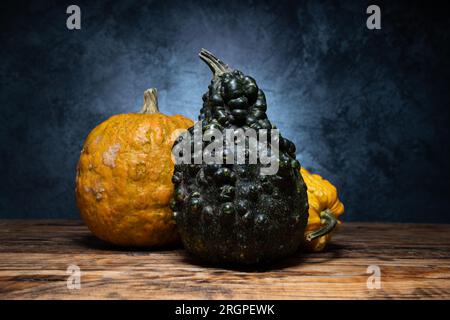 Kleine dekorative Kürbissorten. Kürbis- und Kürbissorten. Herbst- oder Herbstkomposition für Halloween und Thanksgiving. Stockfoto