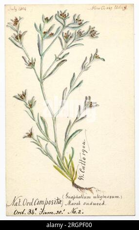 Marsh Cudweed (Gnaphalium uliginosum) – William Catto 1904 von William Catto Stockfoto