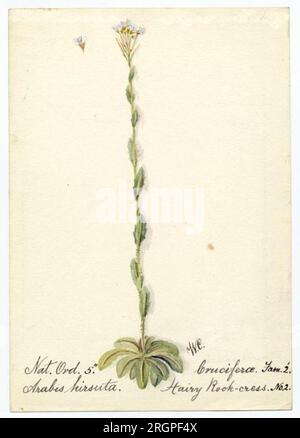 Haarige Steinkresse (arabis hirsuta) - William Catto von William Catto Stockfoto