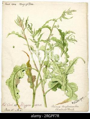 Geclusterte Anlegestelle (rumex conglomeratus) - William Catto 1915 von William Catto Stockfoto