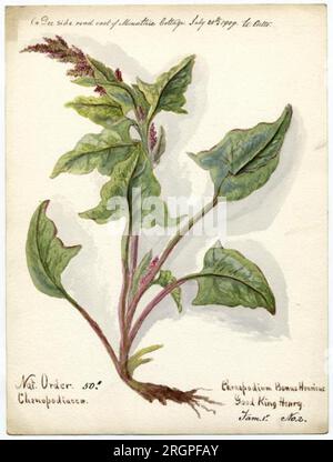 Good King Henry (chenopodium Bonus-henricus) - William Catto vom 1. Juli 1909 von William Catto Stockfoto