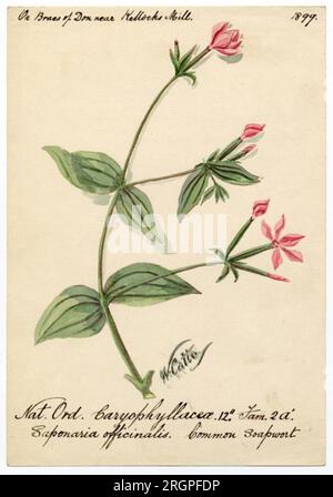 Gemeine Seife (Saponaria officinalis) - William Catto 1899 von William Catto Stockfoto