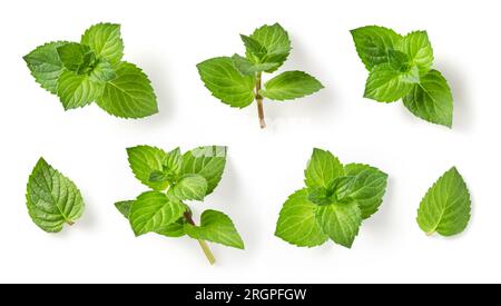 Frische grüne Minzblätter, Zweige und Spitzen an verschiedenen Stellen isoliert auf weißem Hintergrund, Kochen, Essen, Garten, Cocktail, Tee oder ätherisches Öl Stockfoto